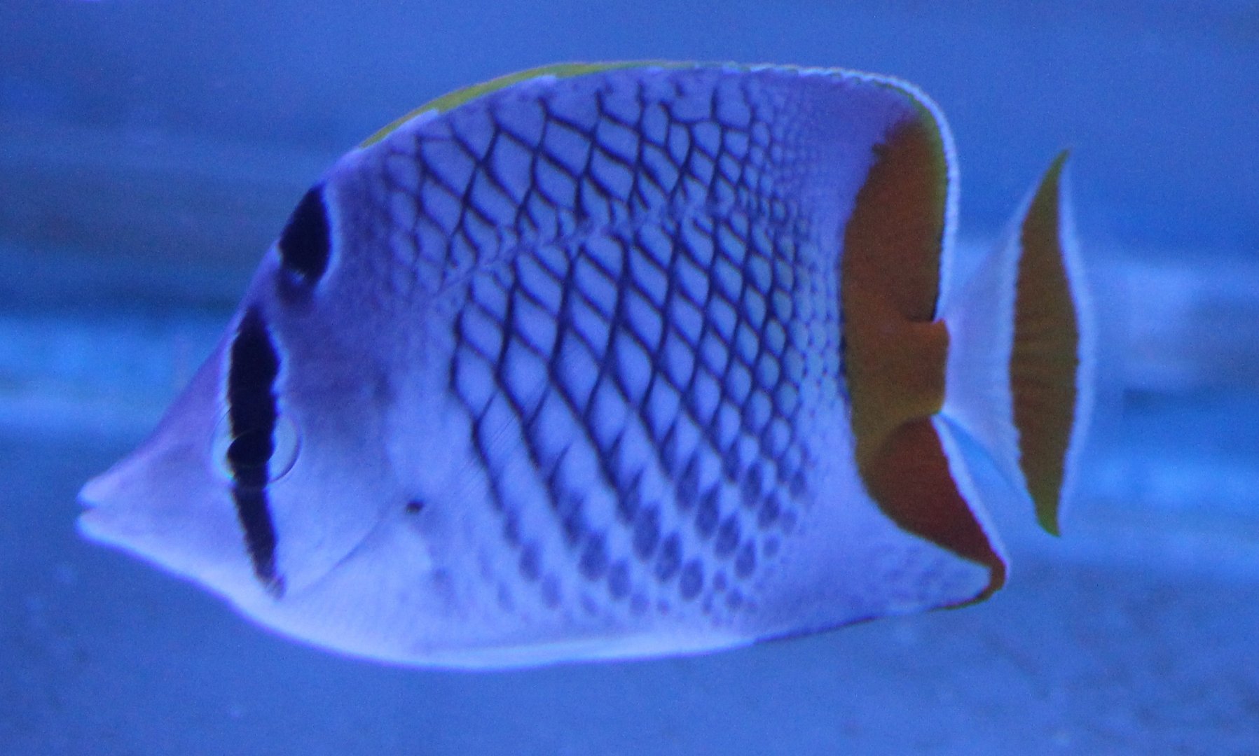 Pearlscale butterflyfish - Chaetodon xanthurus