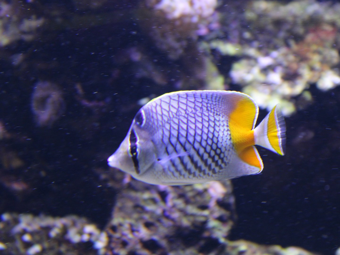 Pearlscale butterflyfish - Chaetodon xanthurus