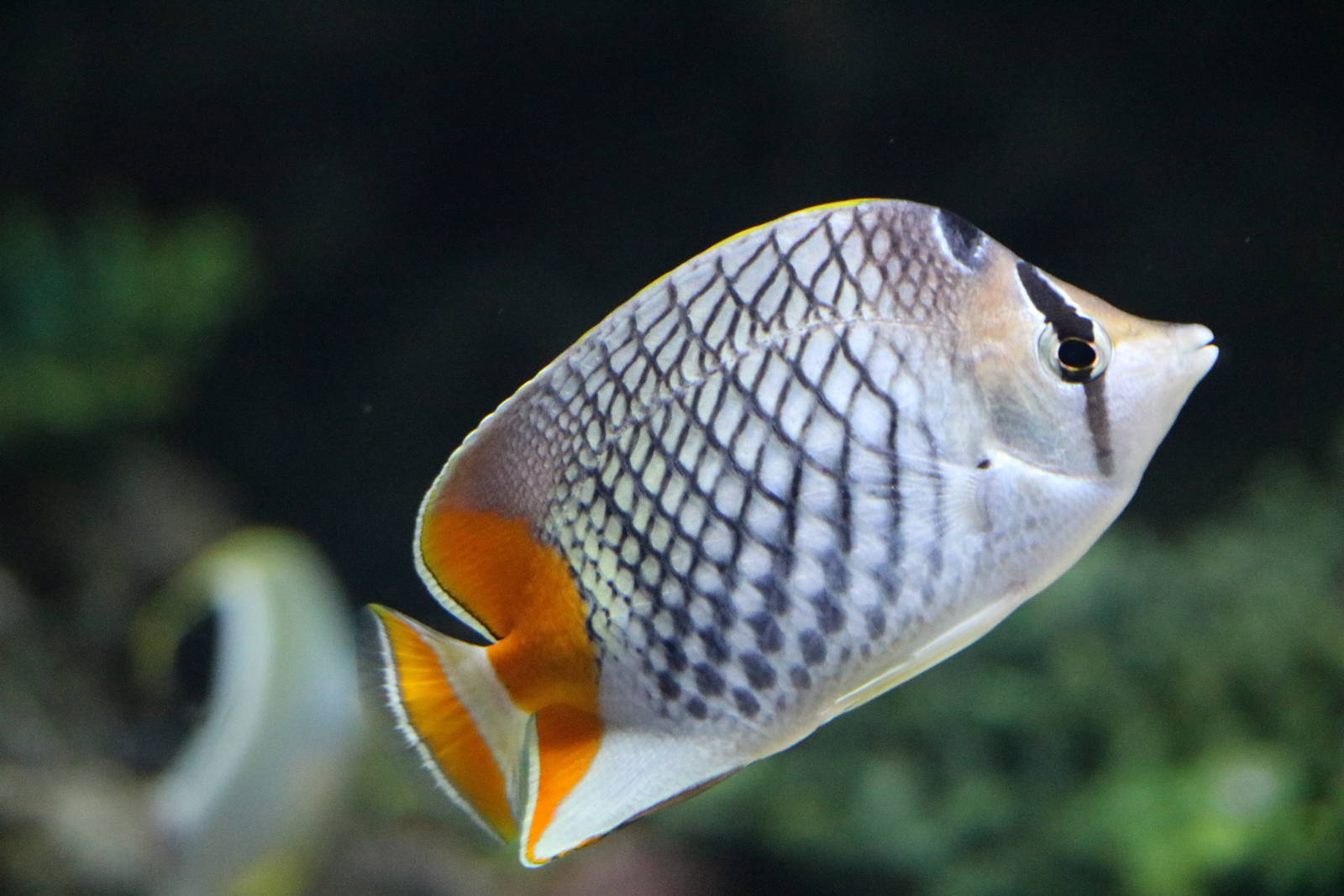 Pearlscale butterflyfish - Sunshine Aquarium Tokyo, February 2016