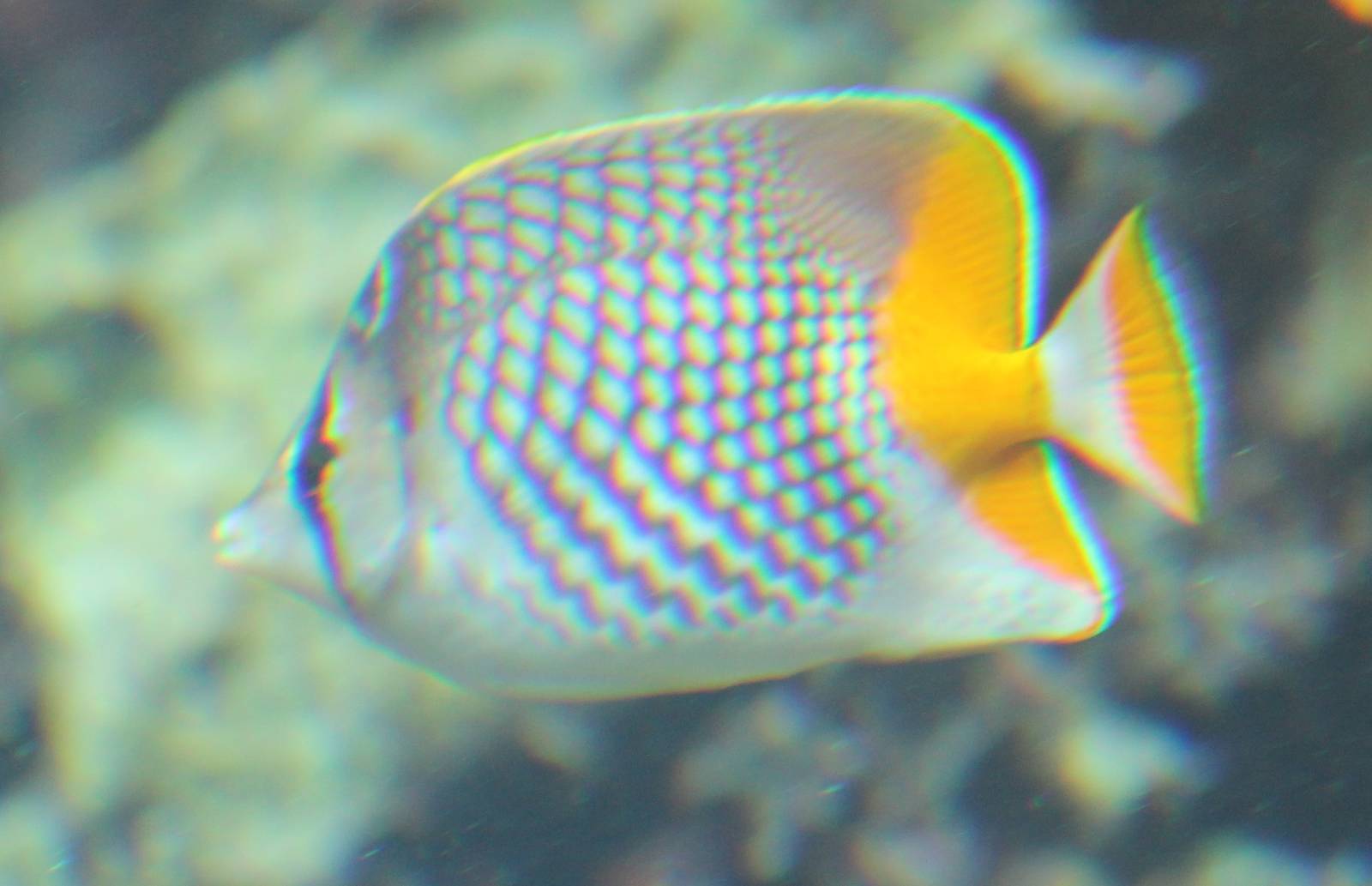Pearlscale butterflyfish