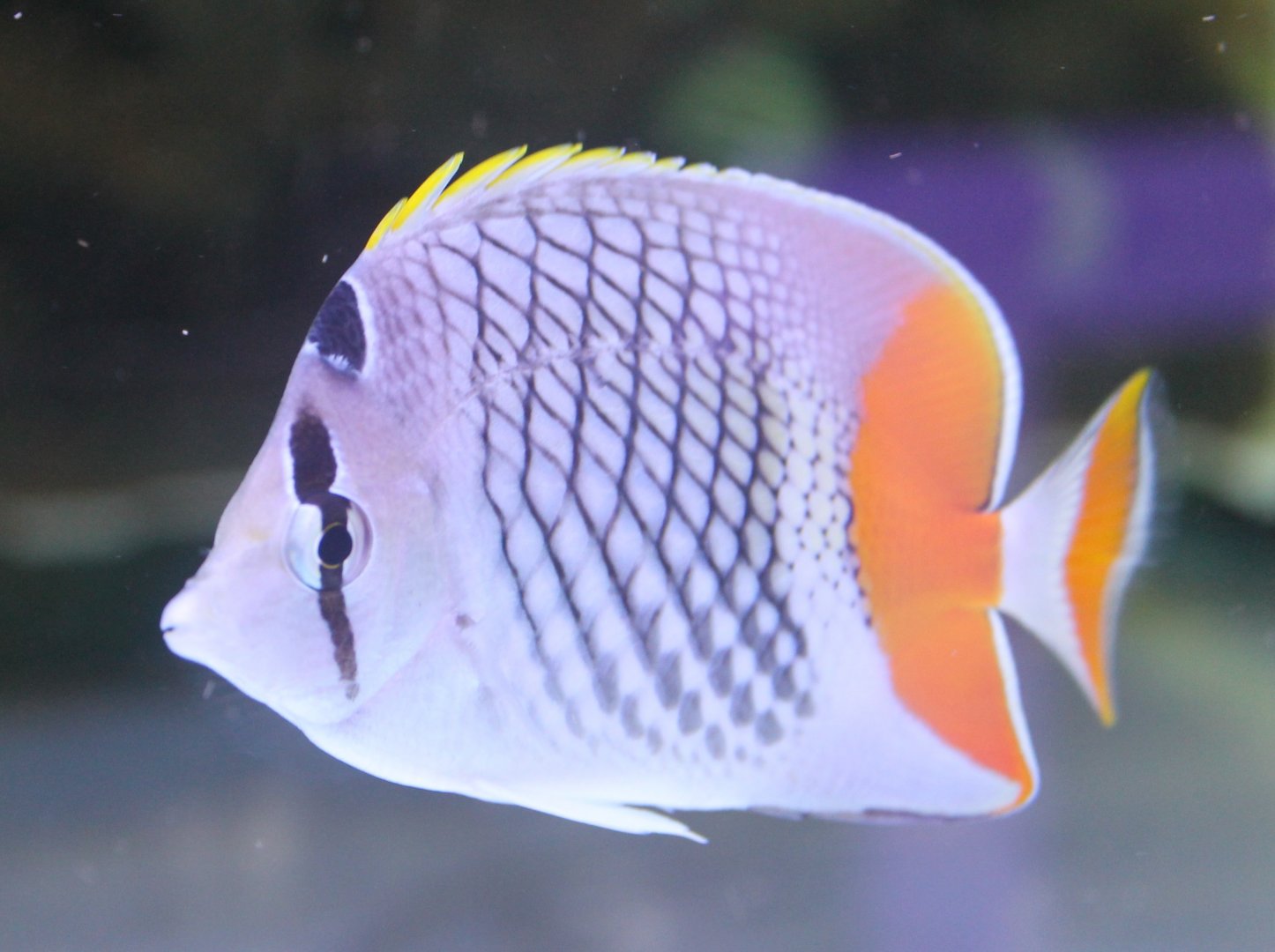Pearlscale butterflyfish