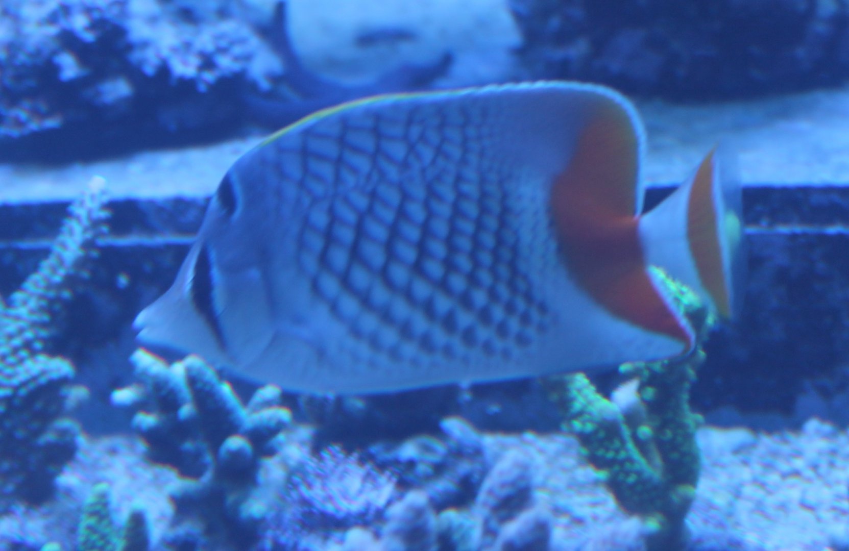 Pearlscale Butterflyfish