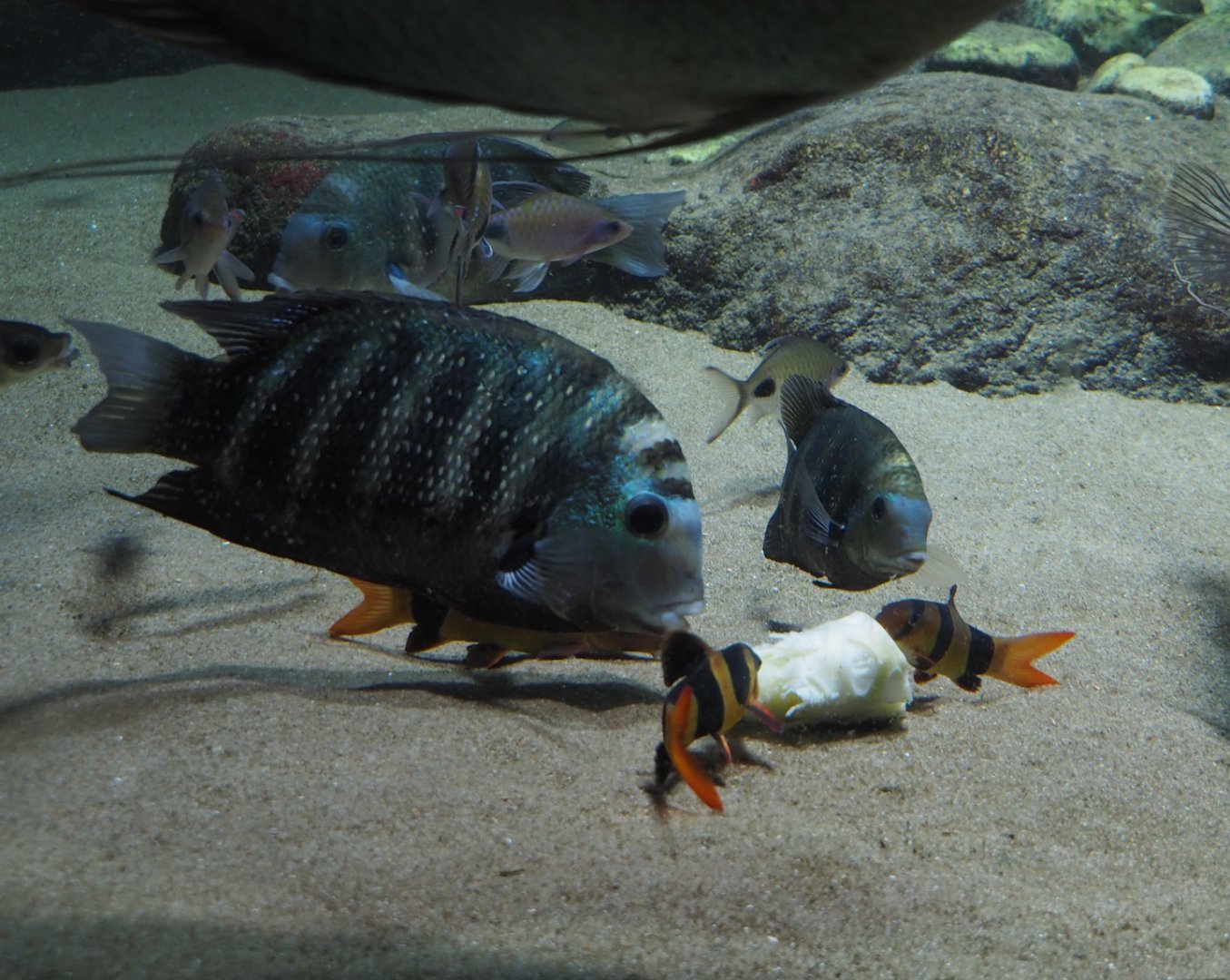 Pearlspot cichlids/Green Chromides (Etroplus suratensis) and Clown loaches (Chromobotia macracanthus), 2024-02-17