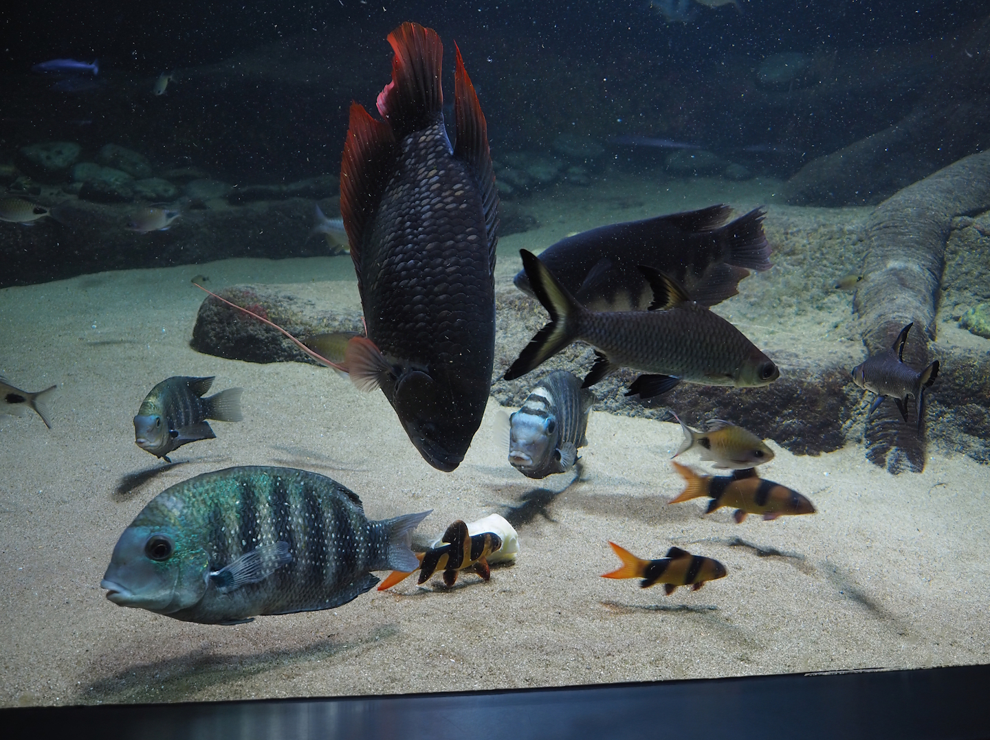 Pearlspot cichlids/Green Chromides, Giant red fin gourami, Silver shark and Clown loaches, 2024-02-17