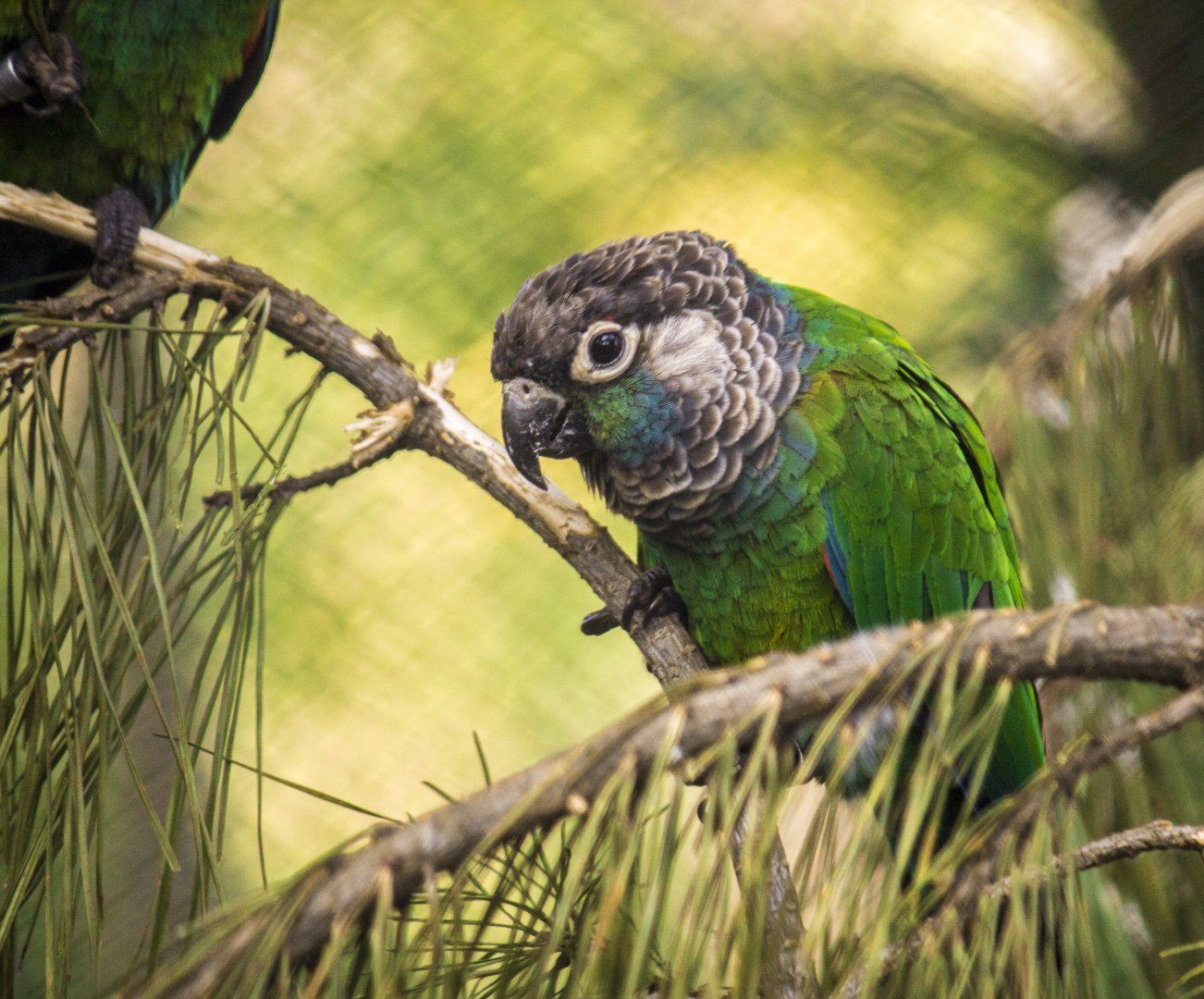 Pearly conure, Pyrrhura lepida lepida