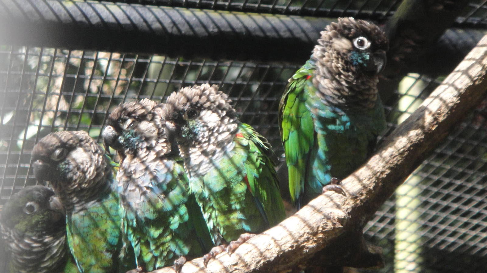 Pearly Conures