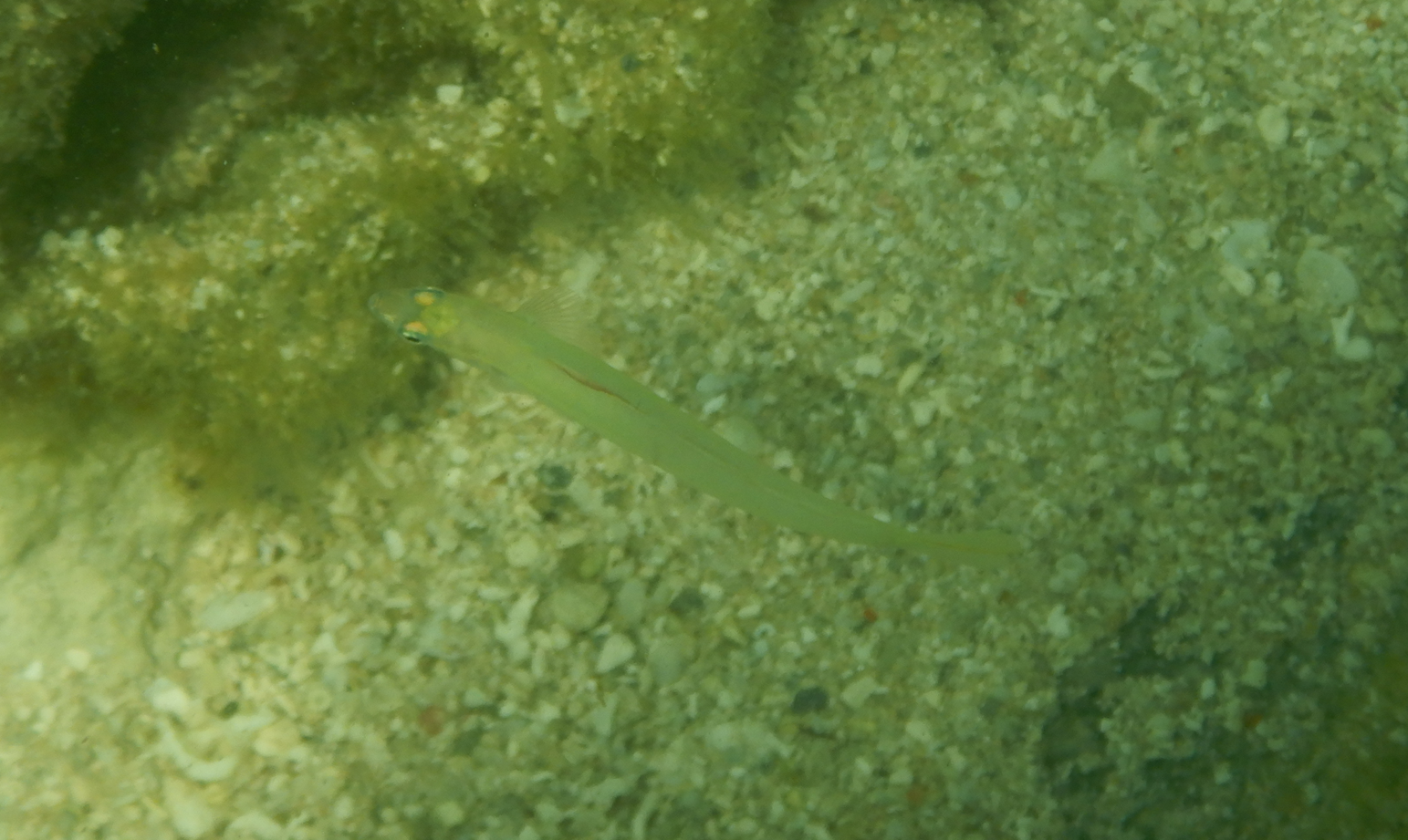 Pearly Dartfish (Ptereleotris microlepis) - Green Island