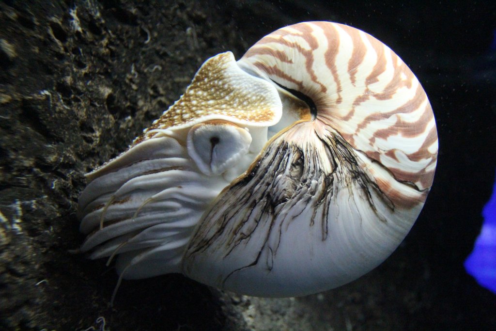 Pearly Nautilus (Nautilus pompilius)