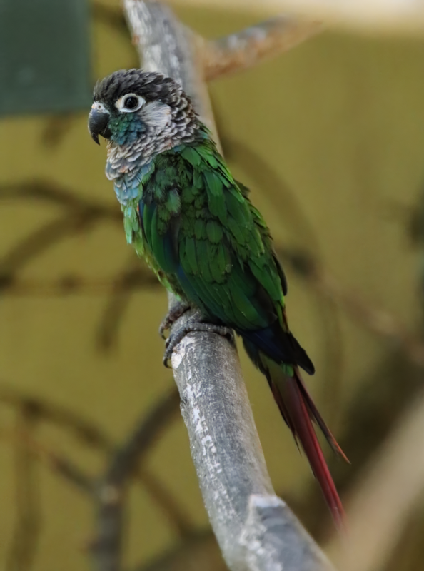 Pearly parakeet (Pyrrhura lepida)