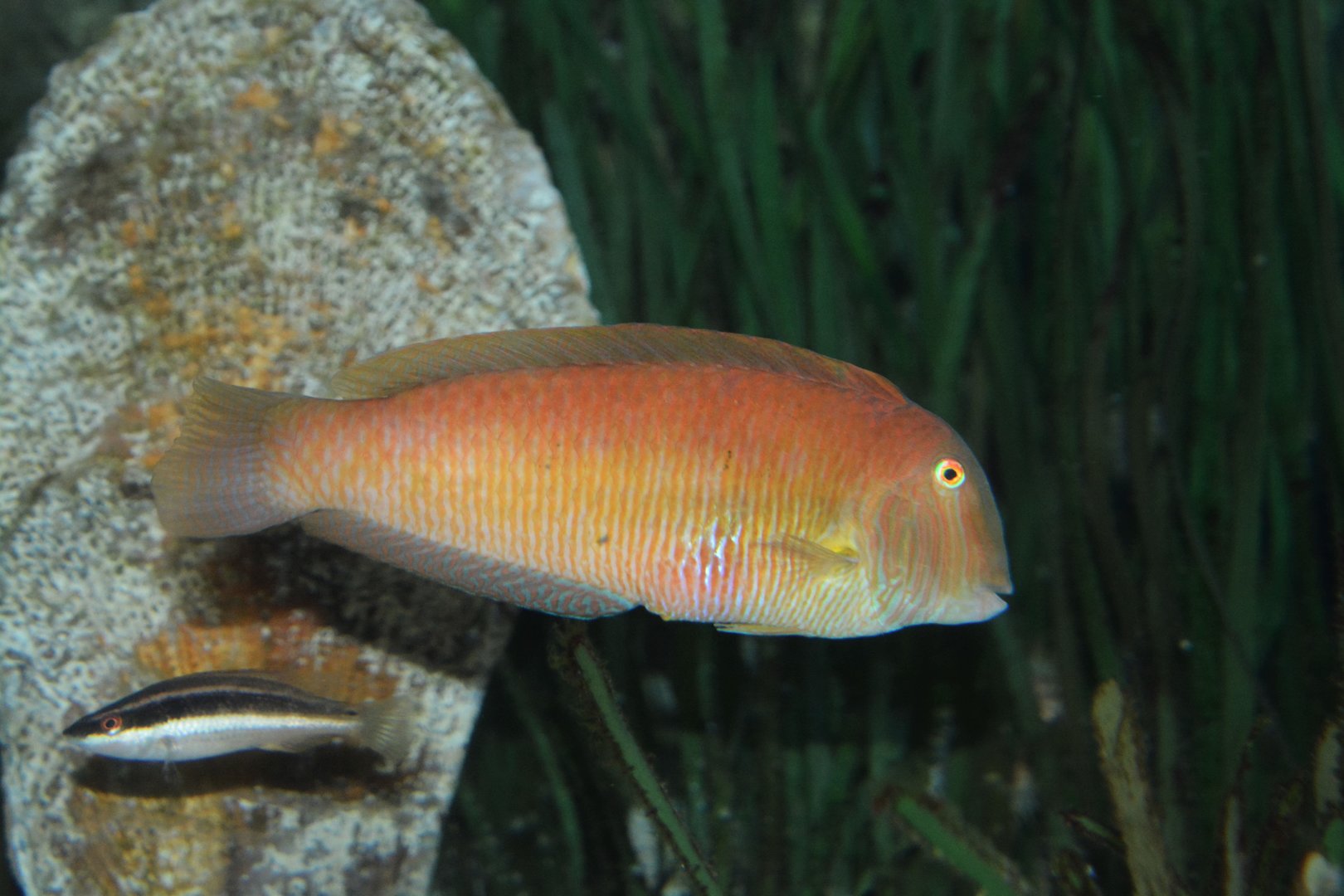 Pearly razorfish (Xyrichtys novacula)