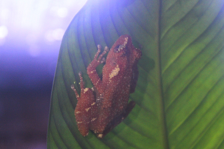 Pearly tree frog (Nyctixalus margaritifer)