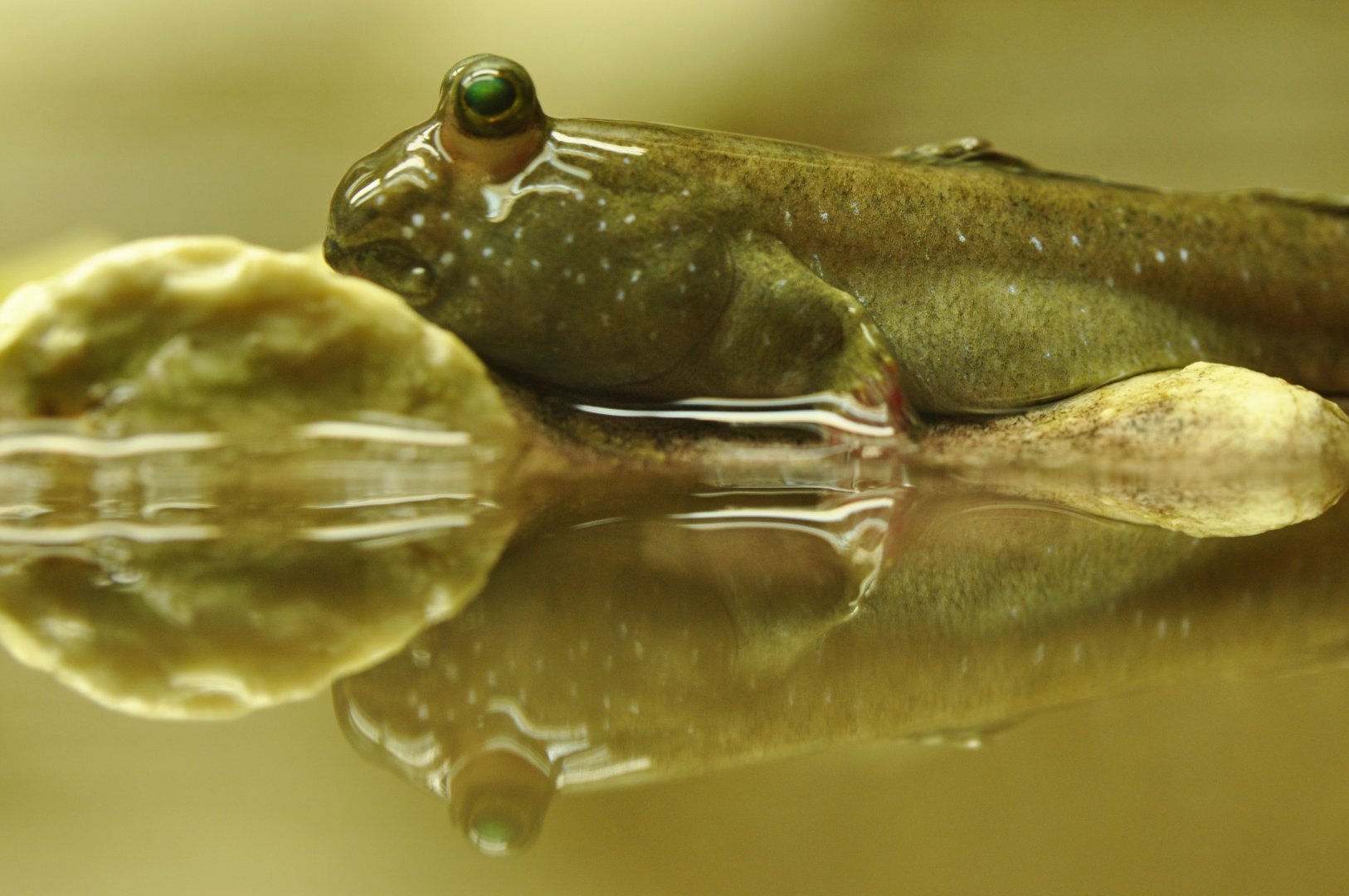 Pearse's mudskipper (Periophthalmus novemradiatus)
