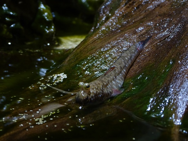 Pearse's mudskipper (Periophthalmus novemradiatus)
