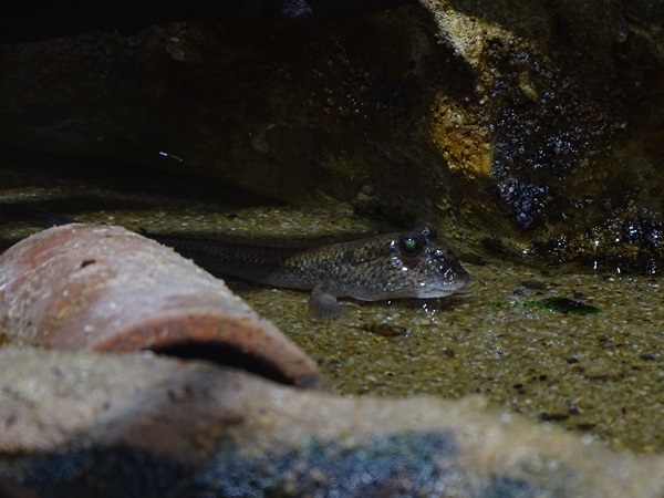 Pearse's mudskipper (Periophthalmus novemradiatus)