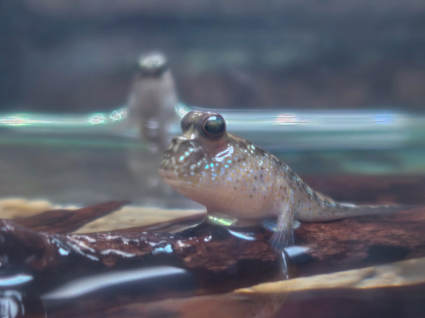 Pearse's Mudskipper (Periopthalmus novemradiatus)