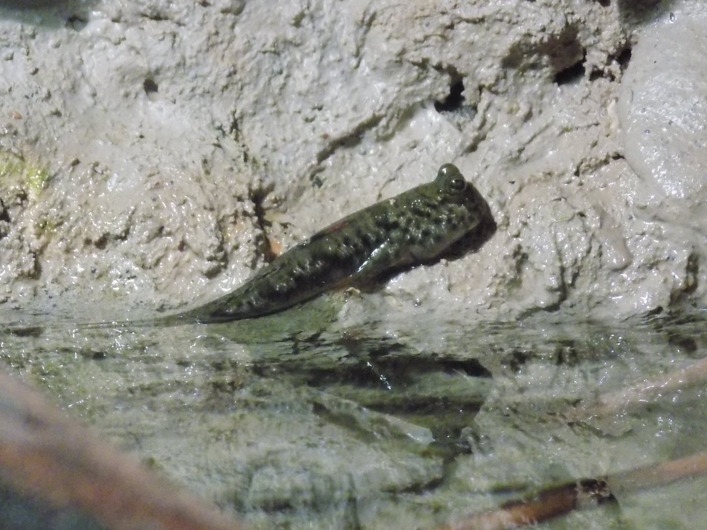 Pearse's Mudskipper