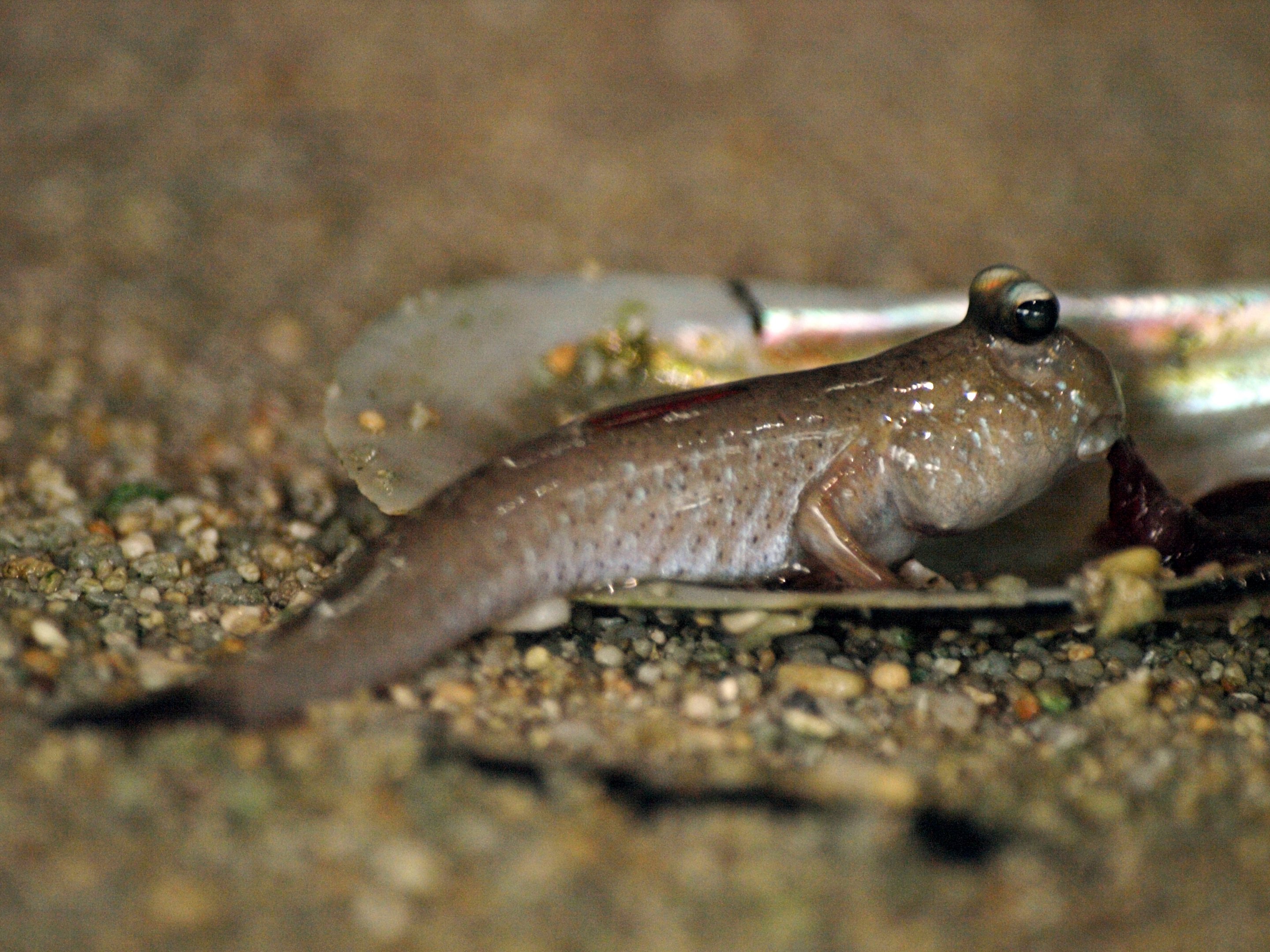 Pearse's mudskipper