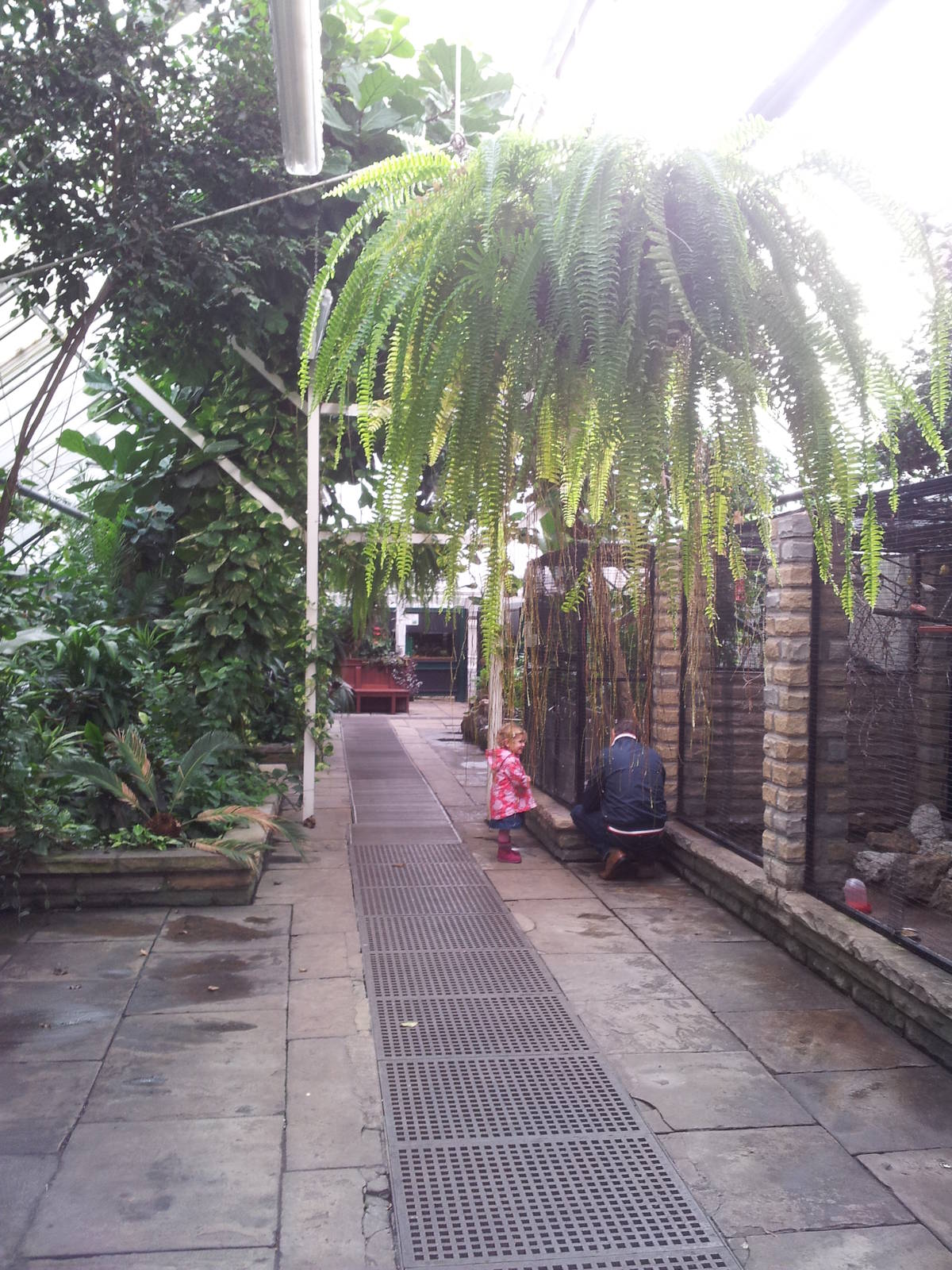 Pearson Park Conservatory, November 2013.