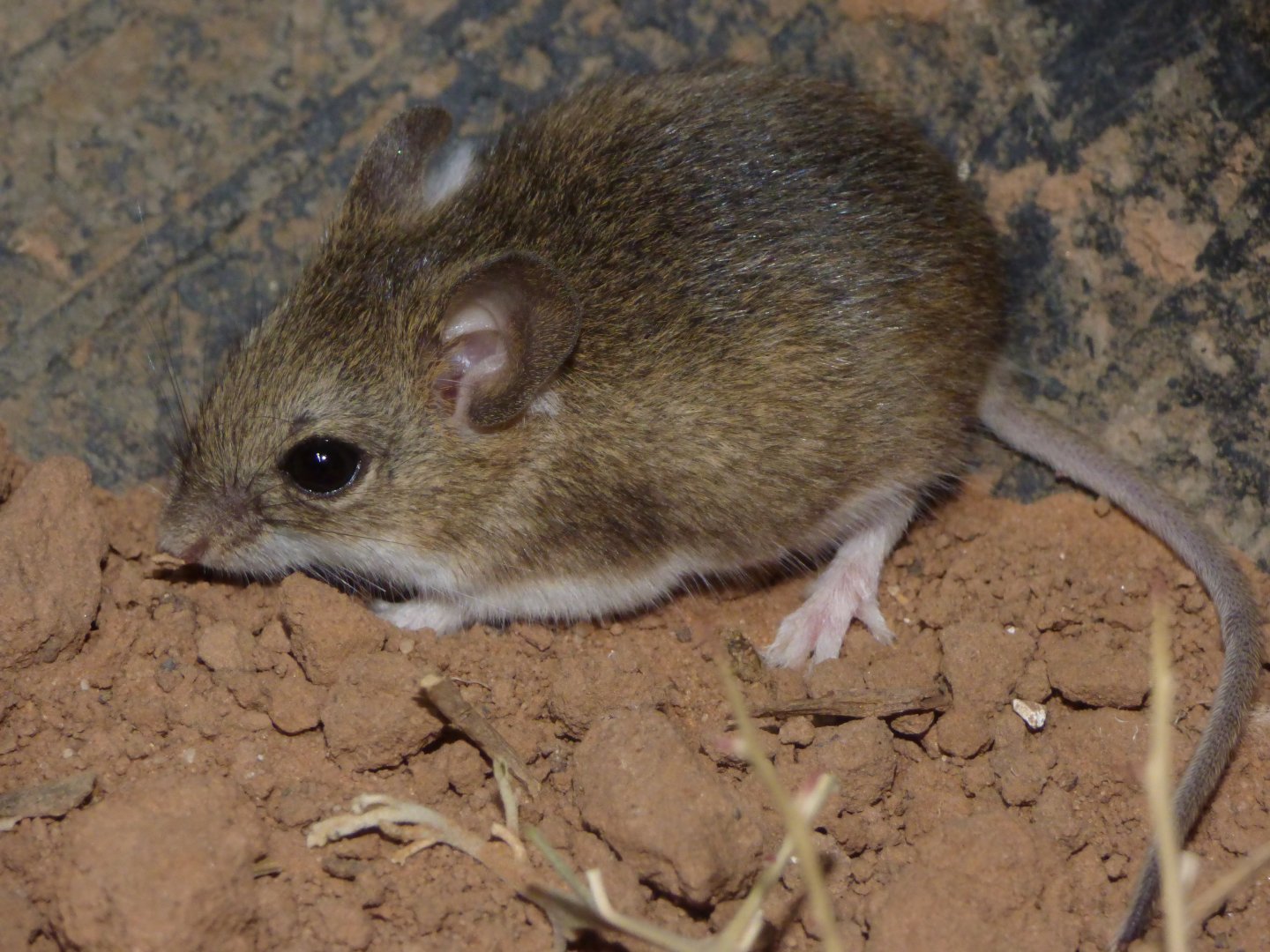 Pearson’s Chaco Mouse (Andalgalomys pearsoni)