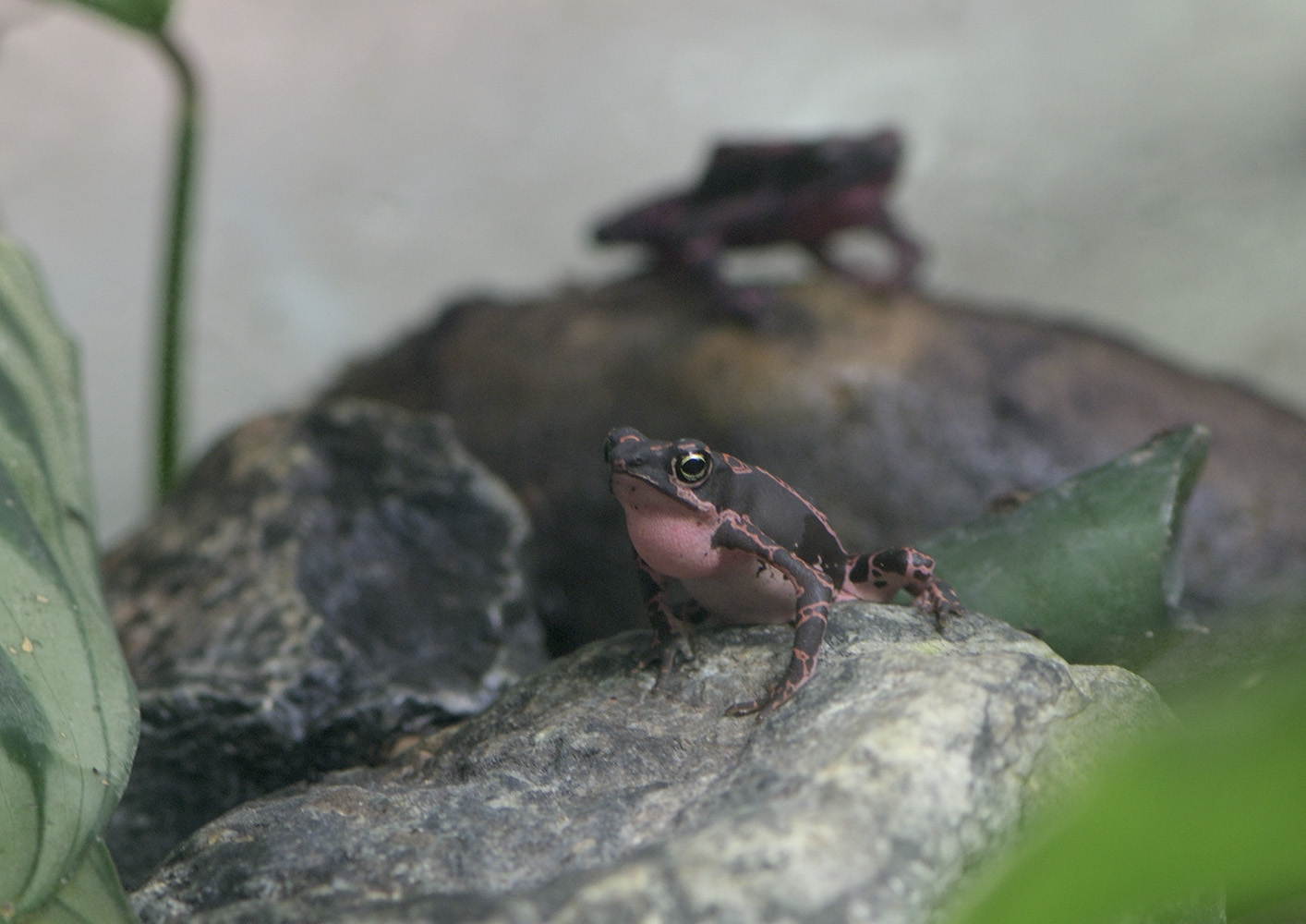 Pebas stubfoot toad calling