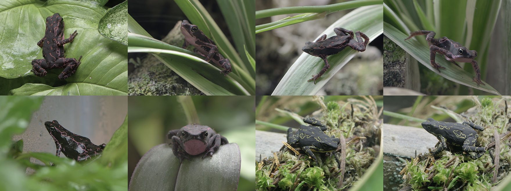 Pebas stubfoot toad individuals