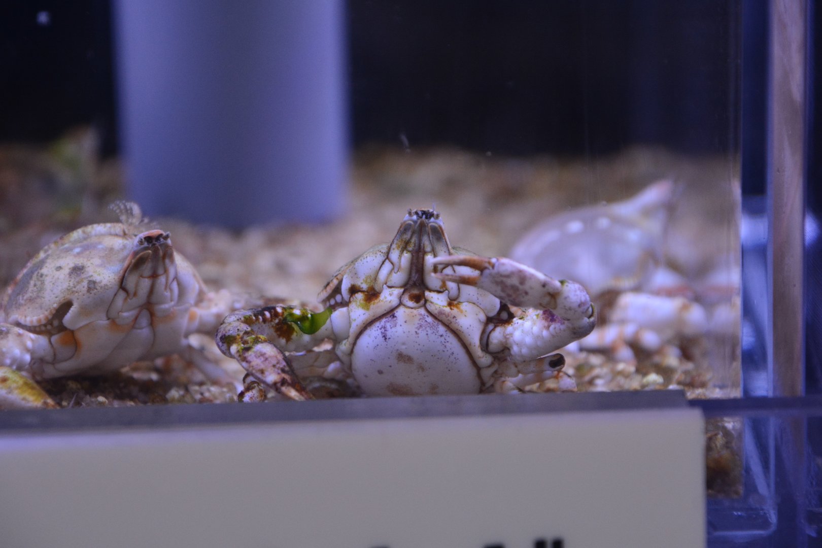 Pebble crab (Leucosia anatum)