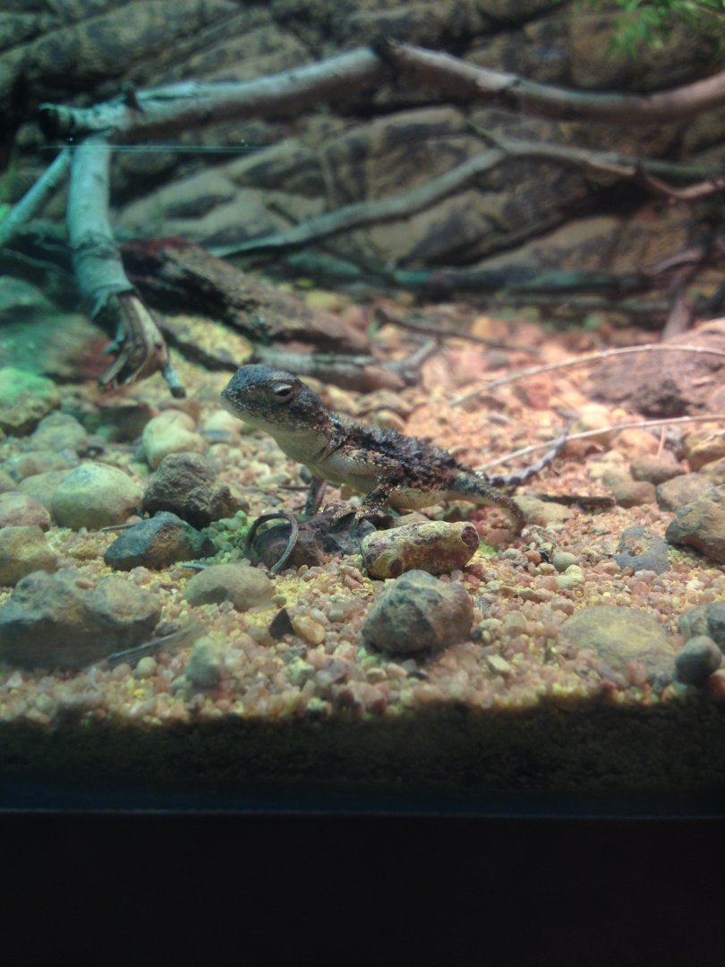 Pebble-mimic Dragon (Tympanocryptis cephalus)