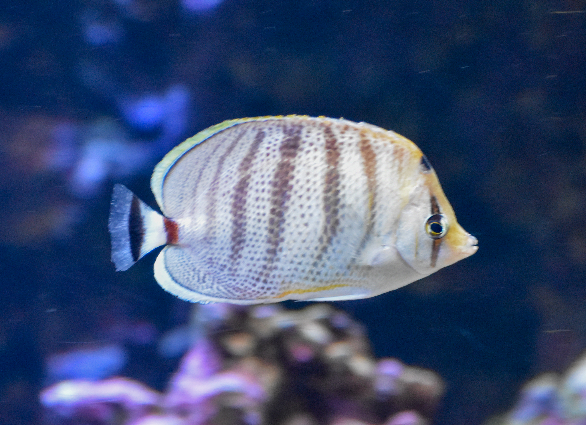 Pebbled Butterflyfish