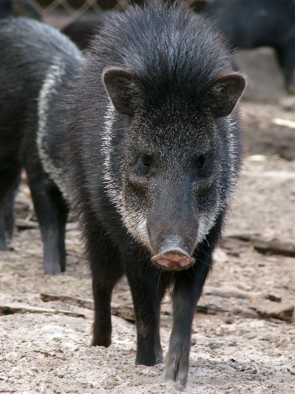 Pecari tajacu / Collared peccary, 11-06-2011