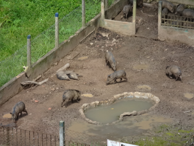 Peccari exhibit - Aracaju zoo