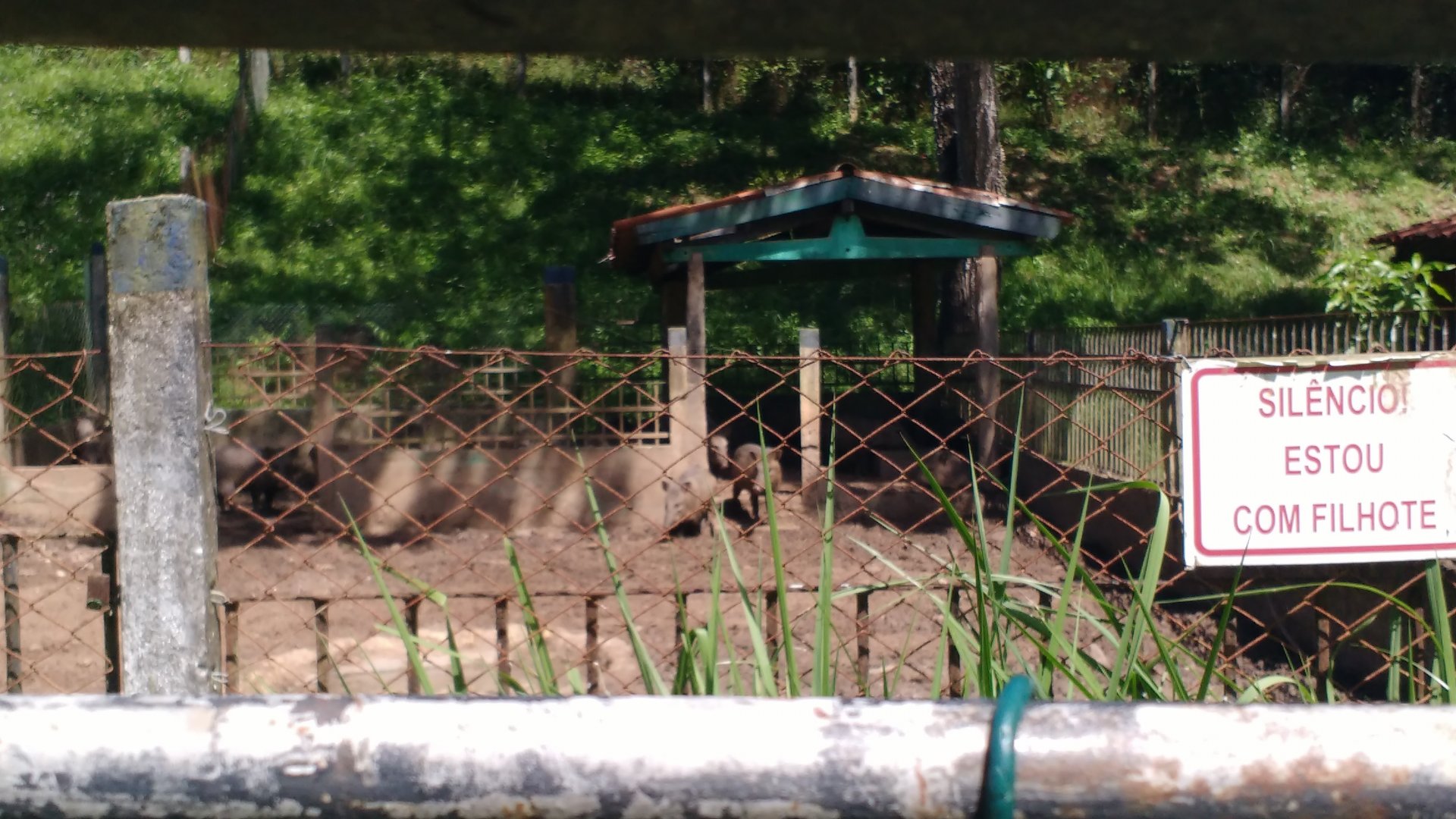 Peccari exhibit - Aracaju zoo