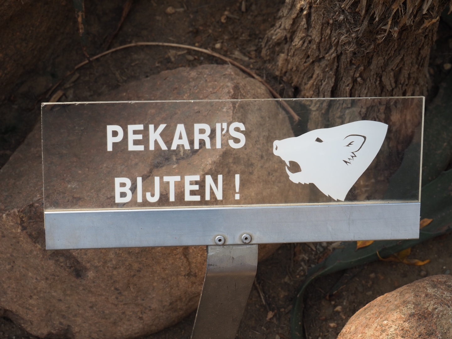 Peccaries bite sign (Sep 16th, 2018)