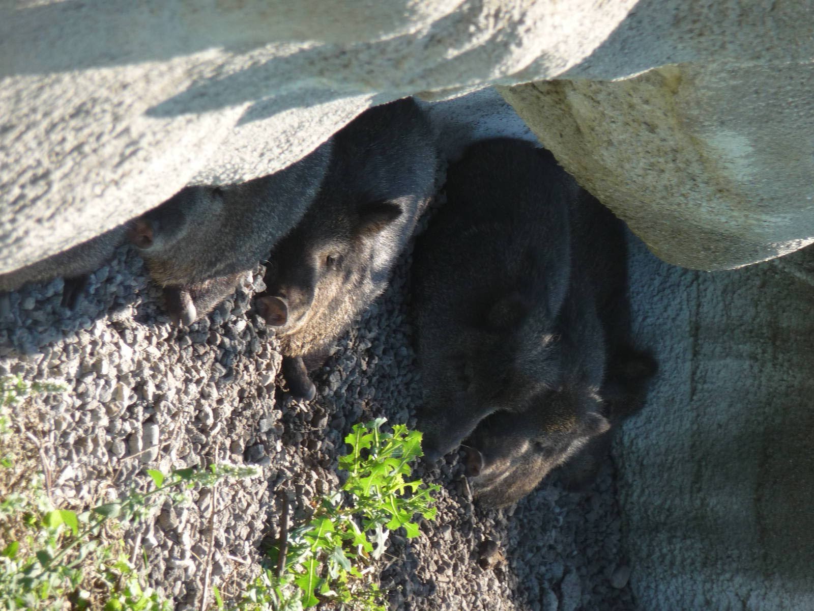 Peccaries - Detroit Zoo