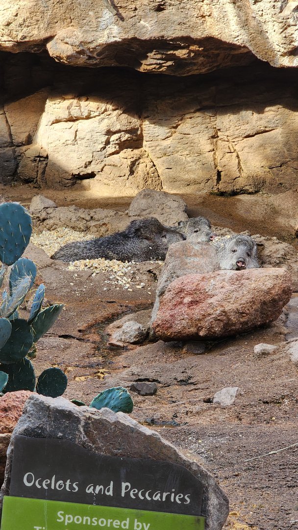 Peccaries in the Desert Dome