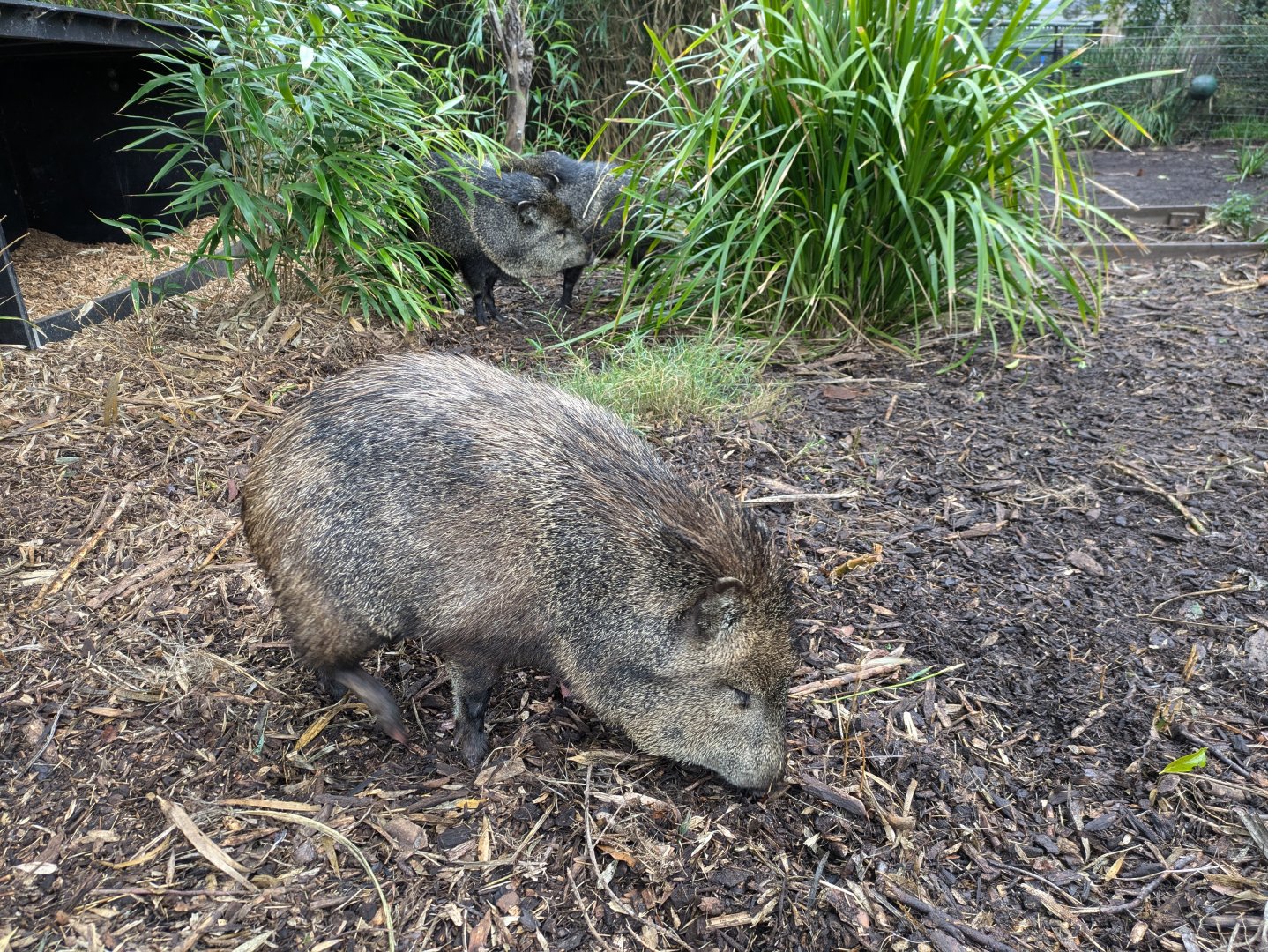 Peccaries MZ, 4/7/24