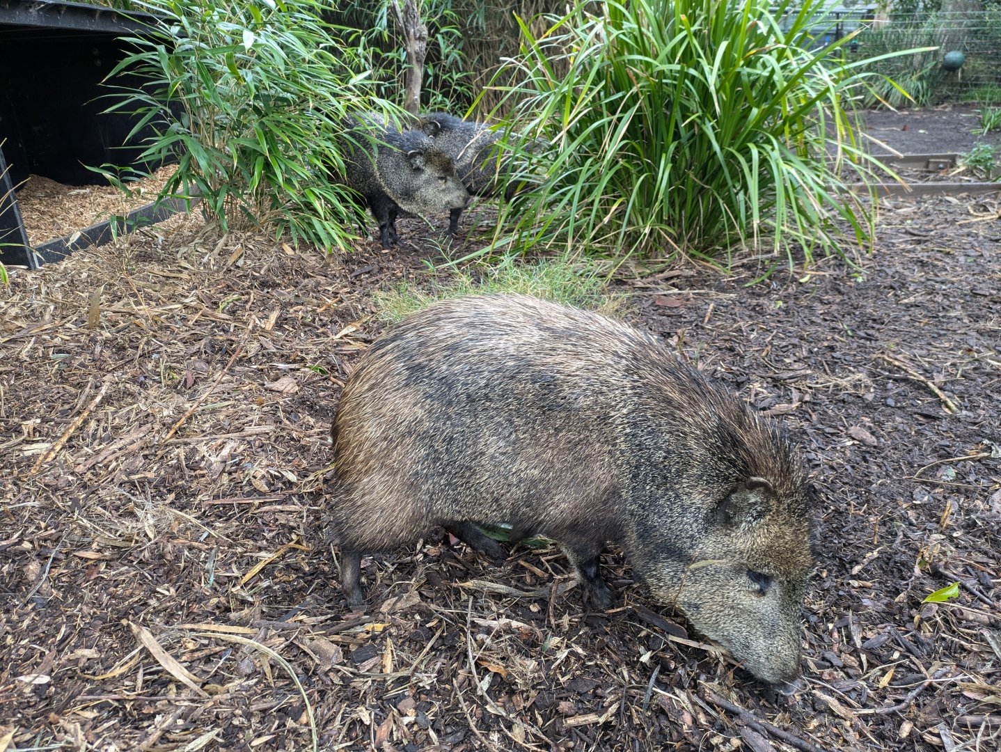 Peccaries MZ, 4/7/24