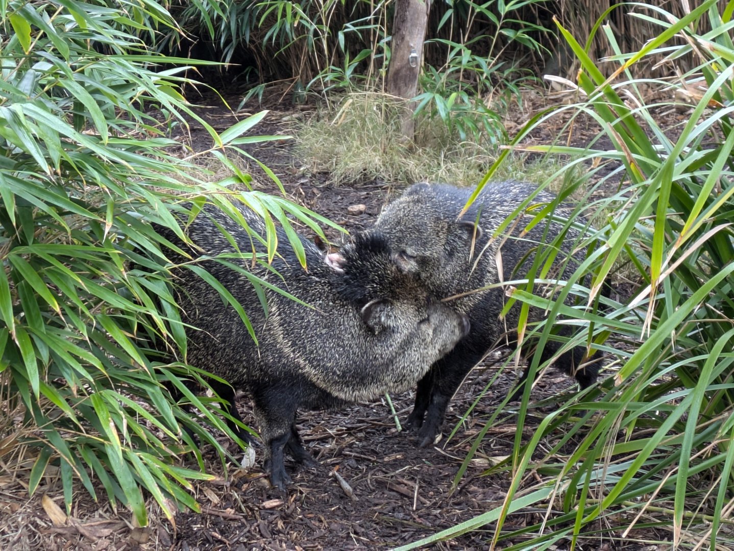 Peccaries MZ, 4/7/24
