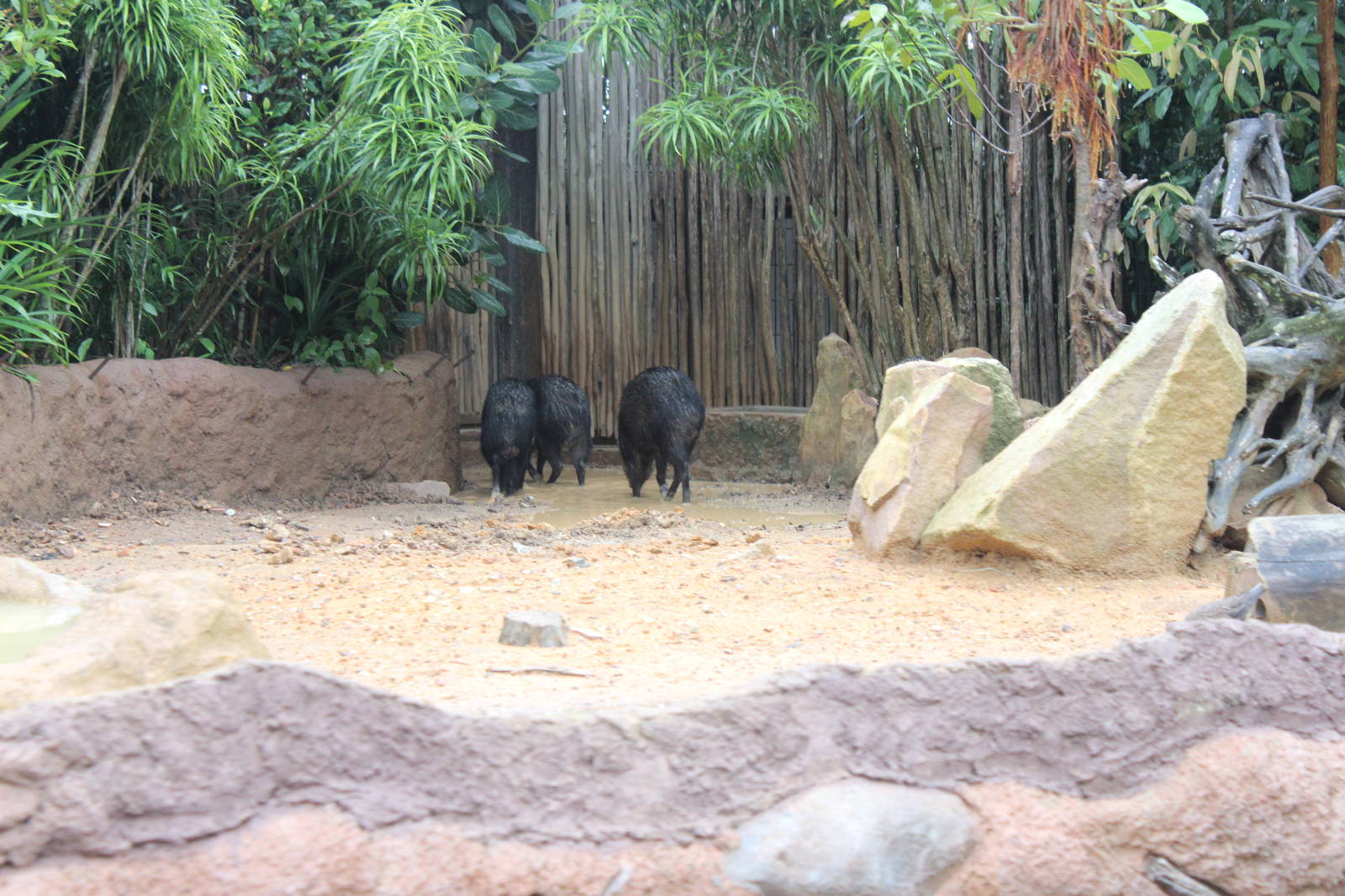 Peccaries-River Boat