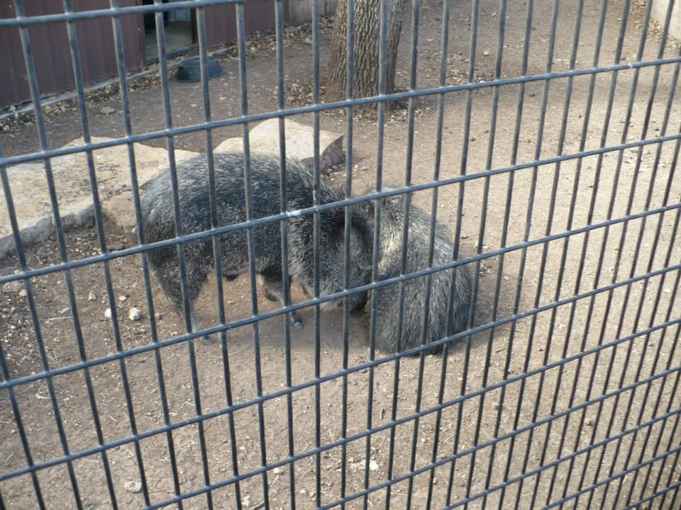 Peccaries