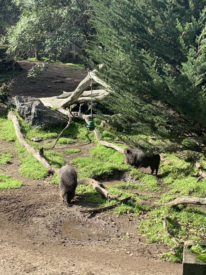 Peccaries
