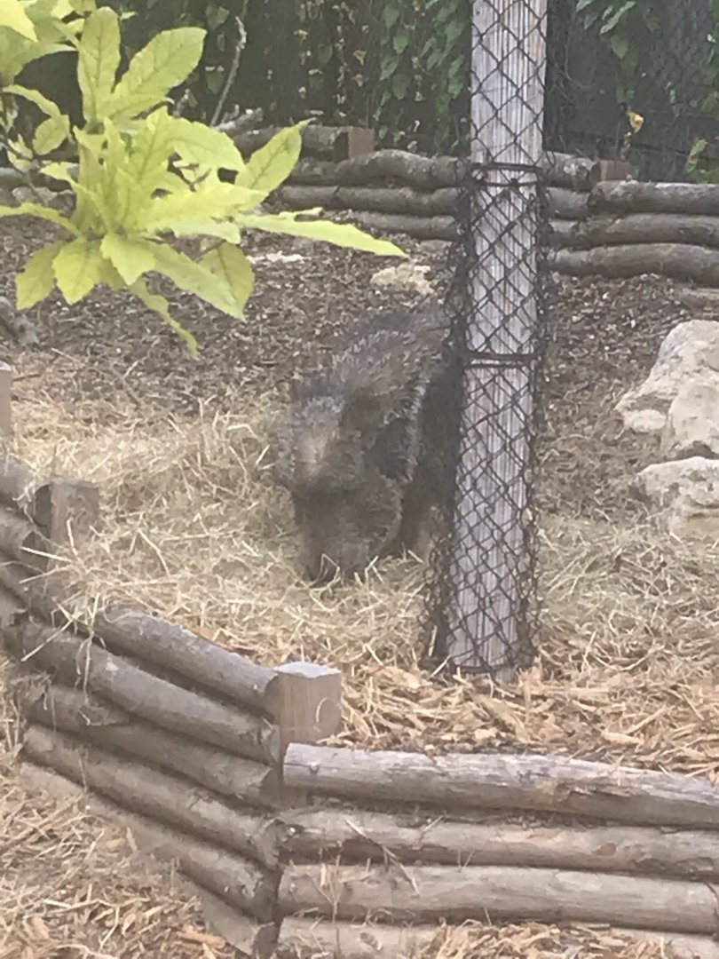 Peccary (2019)