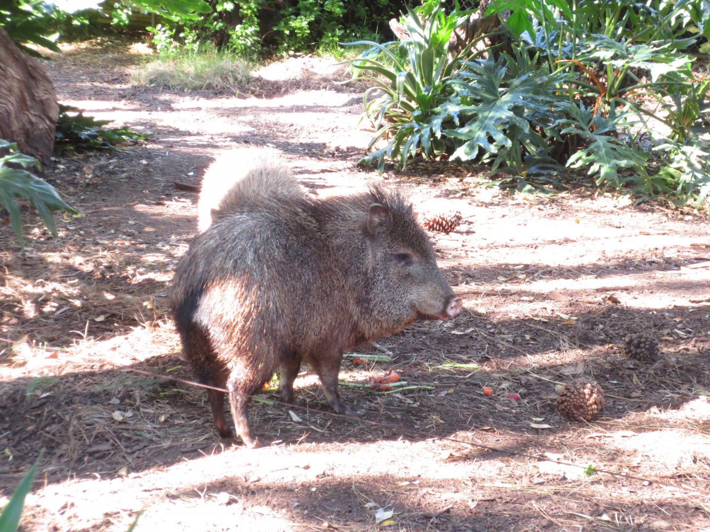 Peccary, Adelaide Zoo 2014