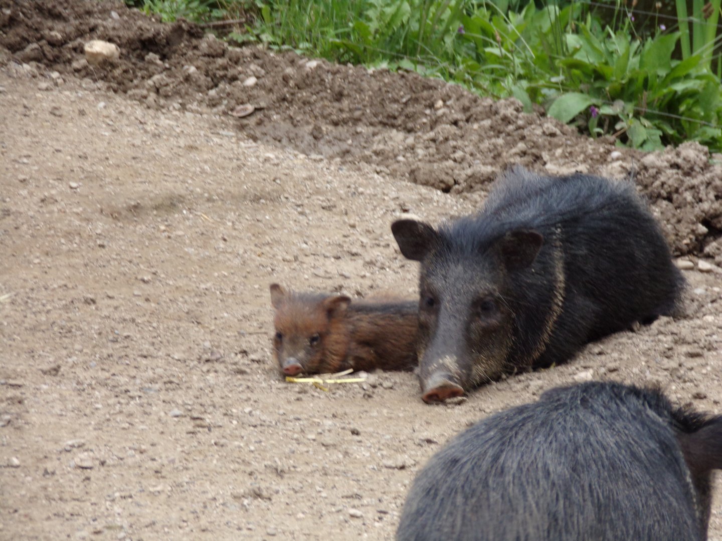 Peccary and baby 13.7.25
