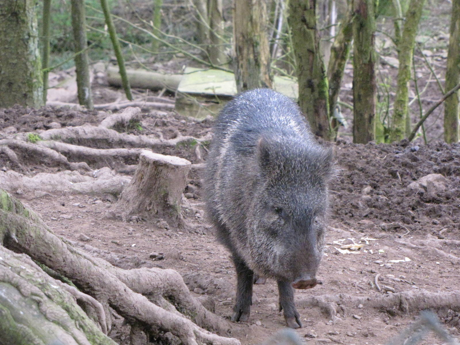 Peccary at Galloway Wildlife Conservation Park