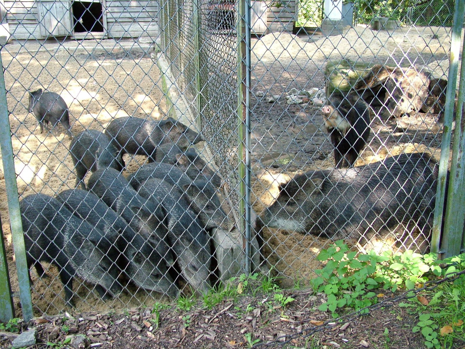 Peccary comparison at Lodz Zoo, Poland Sept 08