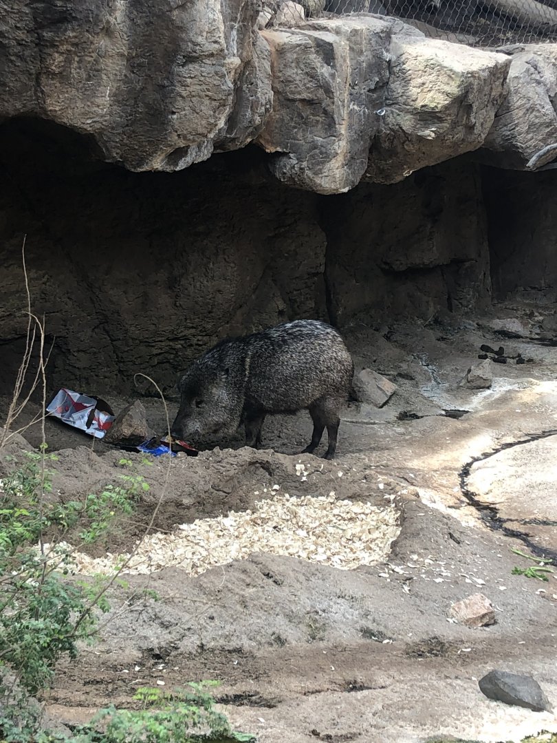 Peccary eating dinner