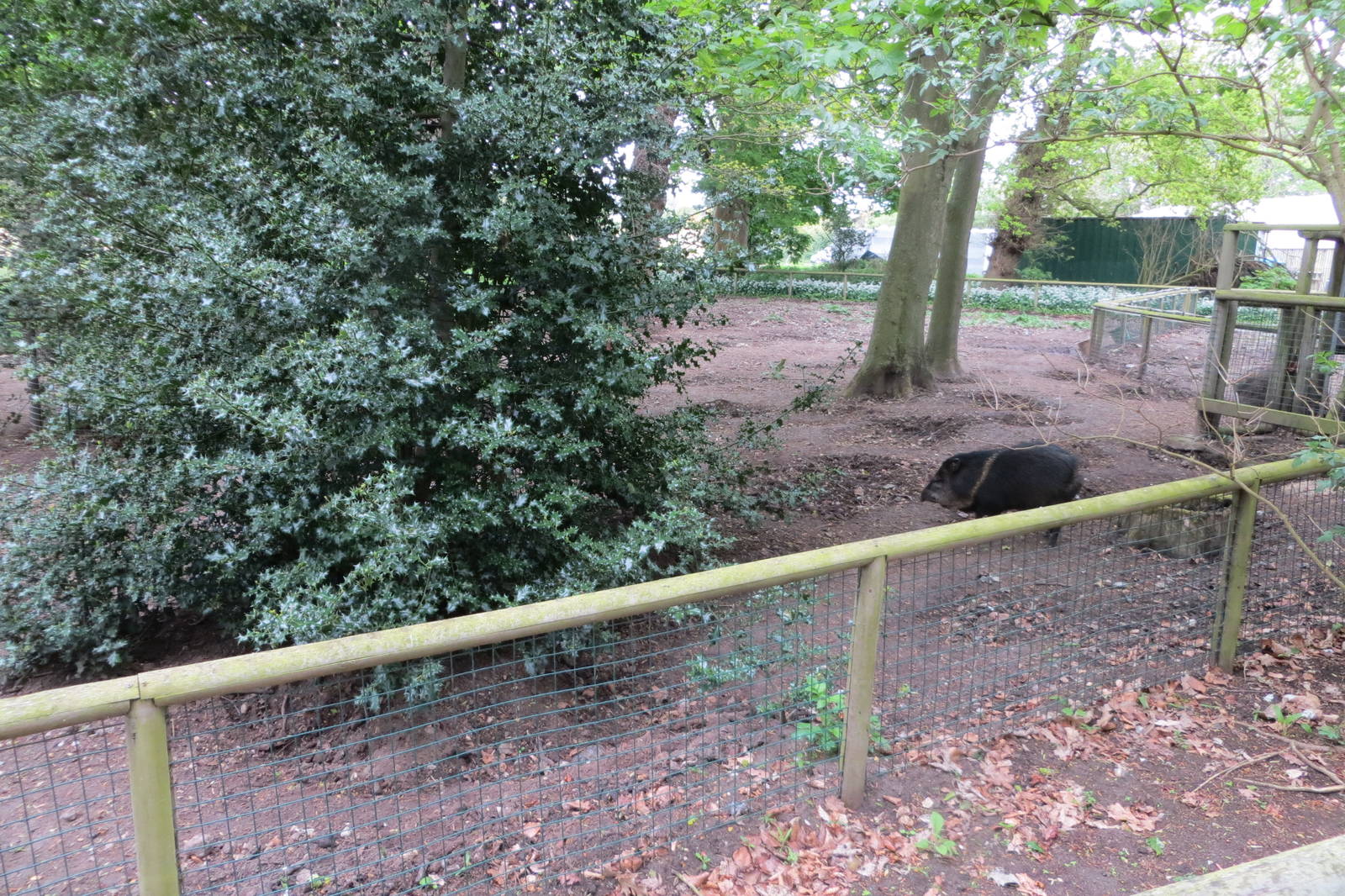 Peccary Enclosure 070515