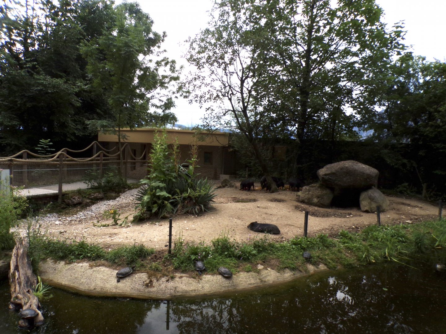 Peccary enclosure 13.7.25