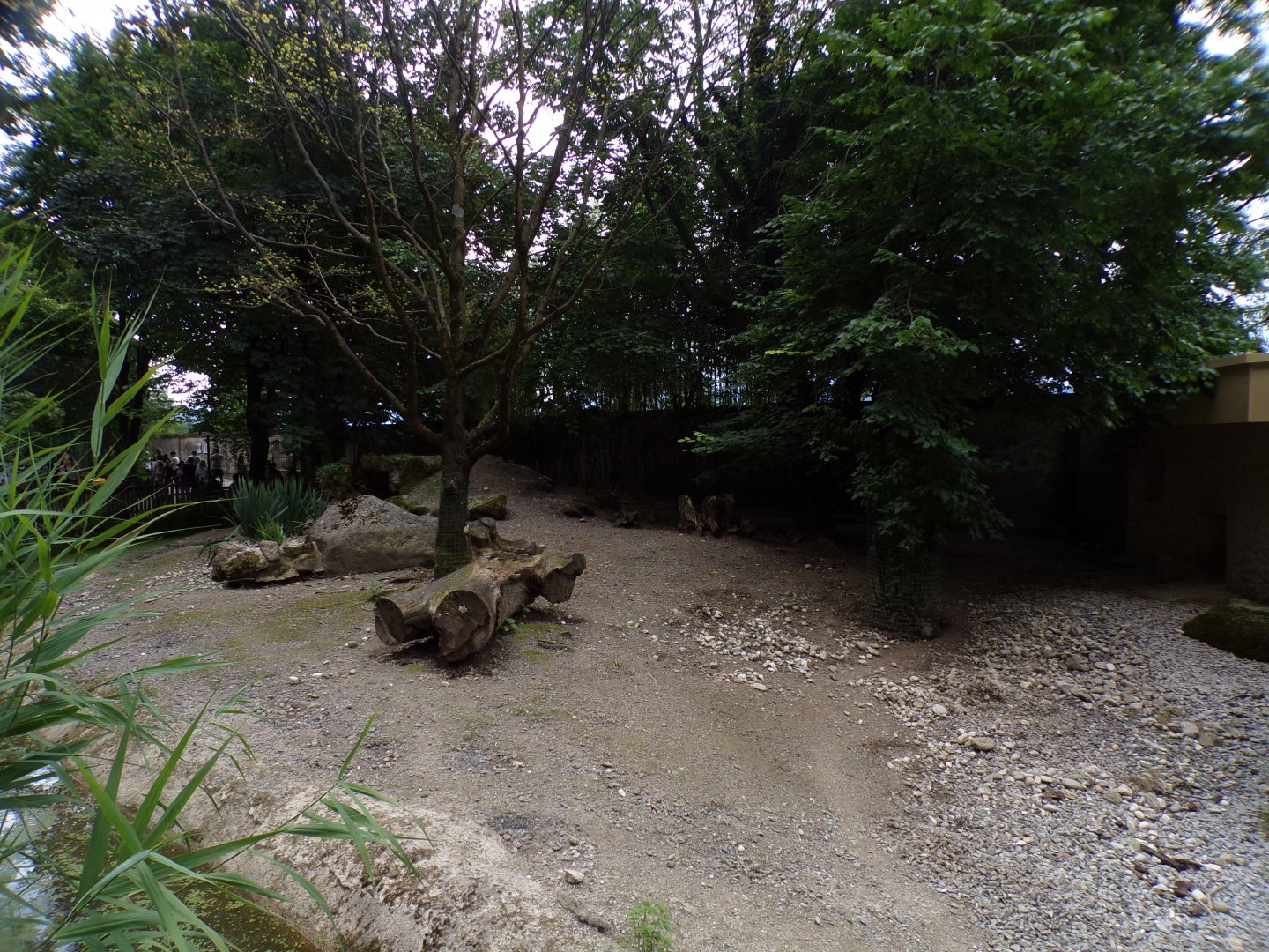 Peccary enclosure 13.7.25