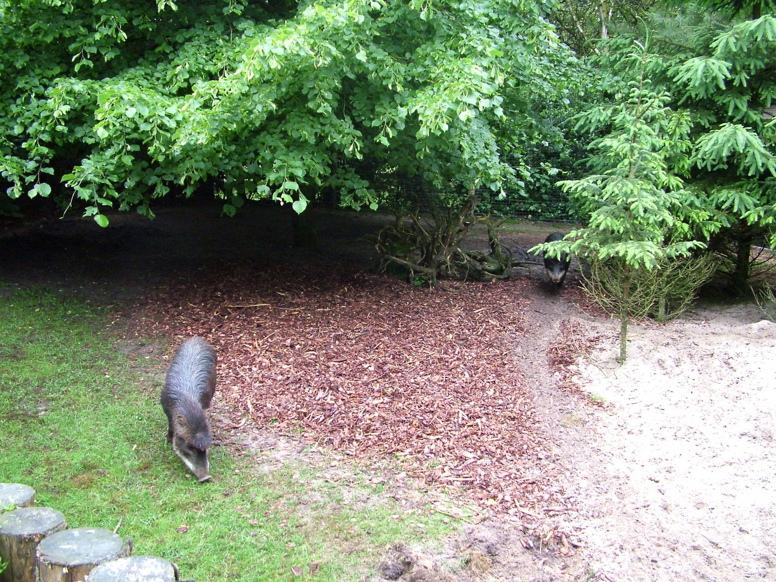 Peccary Enclosure at Wissel Zoo, Epe, 01/06/12